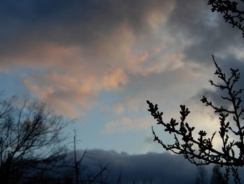 Low angle view of silhouette tree against sky at sunset