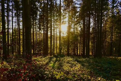 Sunlight streaming through trees in forest