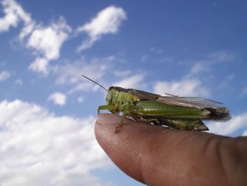 Close-up of cropped hand