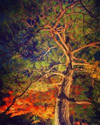 Trees against sky