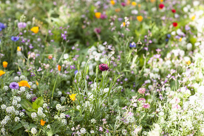 Close-up of purple flowering plants on field