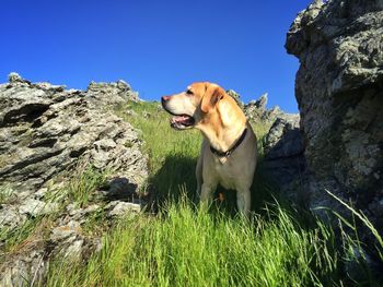 Dog looking away on landscape