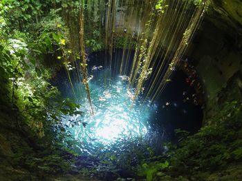 Trees in water