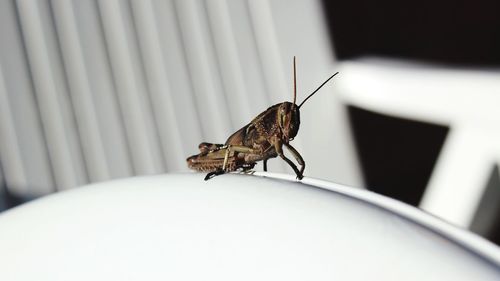 Close-up of grasshopper on white chair