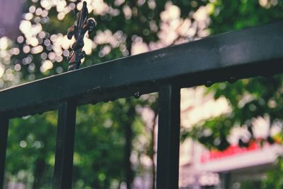 Close-up of plants growing by railing