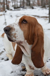 Dog looking away on snow field