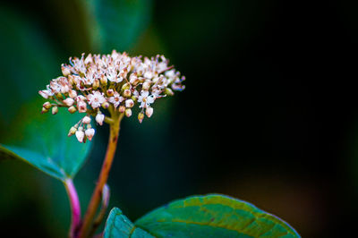 Close-up of flowering plant