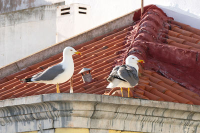 Low angle view of birds perching on roof against building