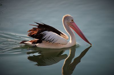 The tranquillity of pelican