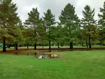 Trees on field against sky