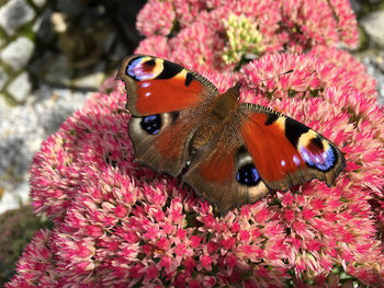 Close-up of butterfly perching on pink flower