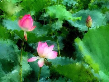 Close-up of lotus water lily in pond