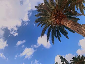 Low angle view of coconut palm tree against blue sky