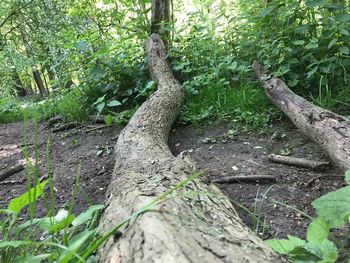 View of tree trunk in forest