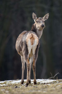 Majestic deer stag in forest. animal in nature habitat. big mammal. wildlife scene