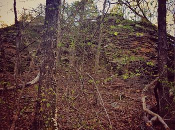 Full frame shot of trees in forest