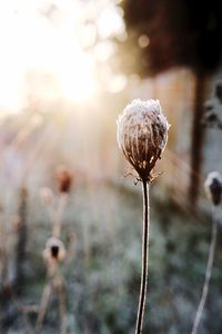 Close-up of poppy against blurred background
