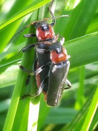 Close-up of insect on plant