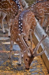 Deer standing at zoo