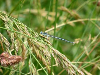 Close-up of insect on grass