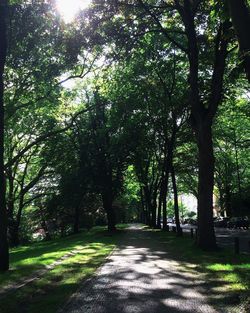 Road passing through forest