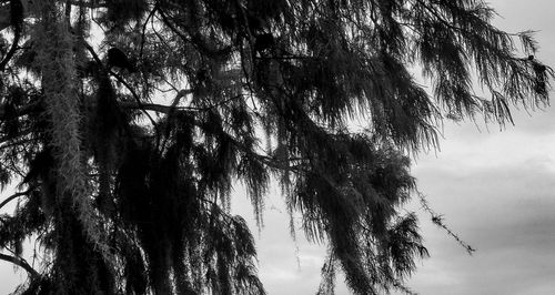 Low angle view of trees against sky