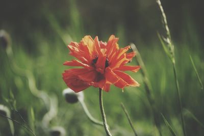 Close-up of orange flowering plant on field