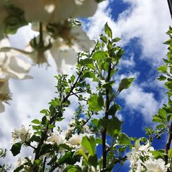 Low angle view of flowering plant against sky