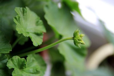 Close-up of fresh green plant