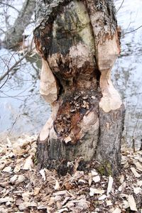 Close-up of tree trunk