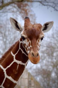 Close-up portrait of giraffe