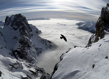 Sunny day on dolomites, sea of clouds, bird and peaks