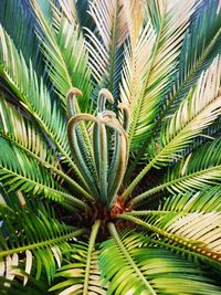 Close-up of palm tree