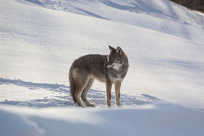  view of a coyote on snow