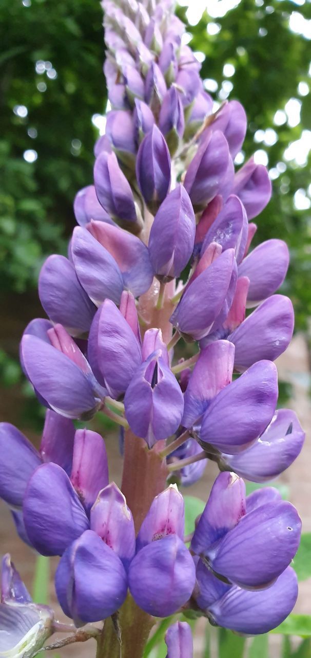 CLOSE-UP OF PINK FLOWERING PLANTS