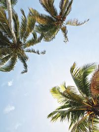 Low angle view of palm tree against sky