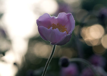 Close-up of purple flowering plant