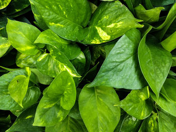 Full frame shot of fresh green leaves