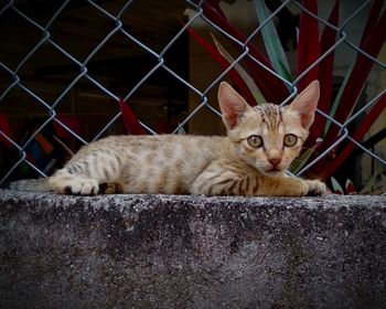 Portrait of cat relaxing by fence