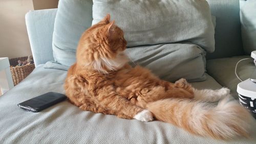 Cat lying down on sofa