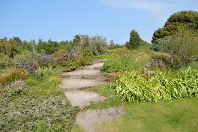 Staircase amidst plants at garden against blue sky