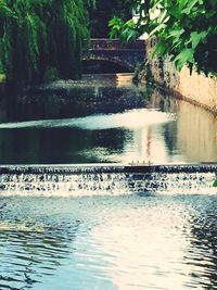 Reflection of trees in water