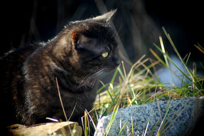 Close-up of a cat looking away