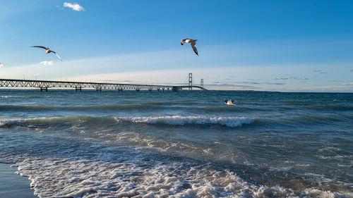 Birds flying over beach