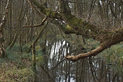 Low angle view of tree in forest against sky