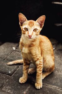 Portrait of ginger cat sitting outdoors