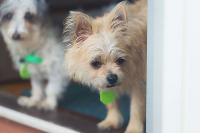 Dogs on doorway