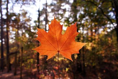 Close-up of maple leaves on tree in forest