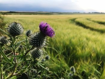 Fresh purple thistle flowers in field