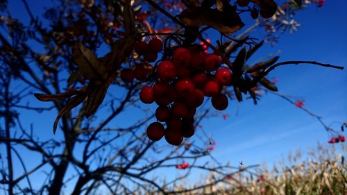 Low angle view of cherries on tree against sky